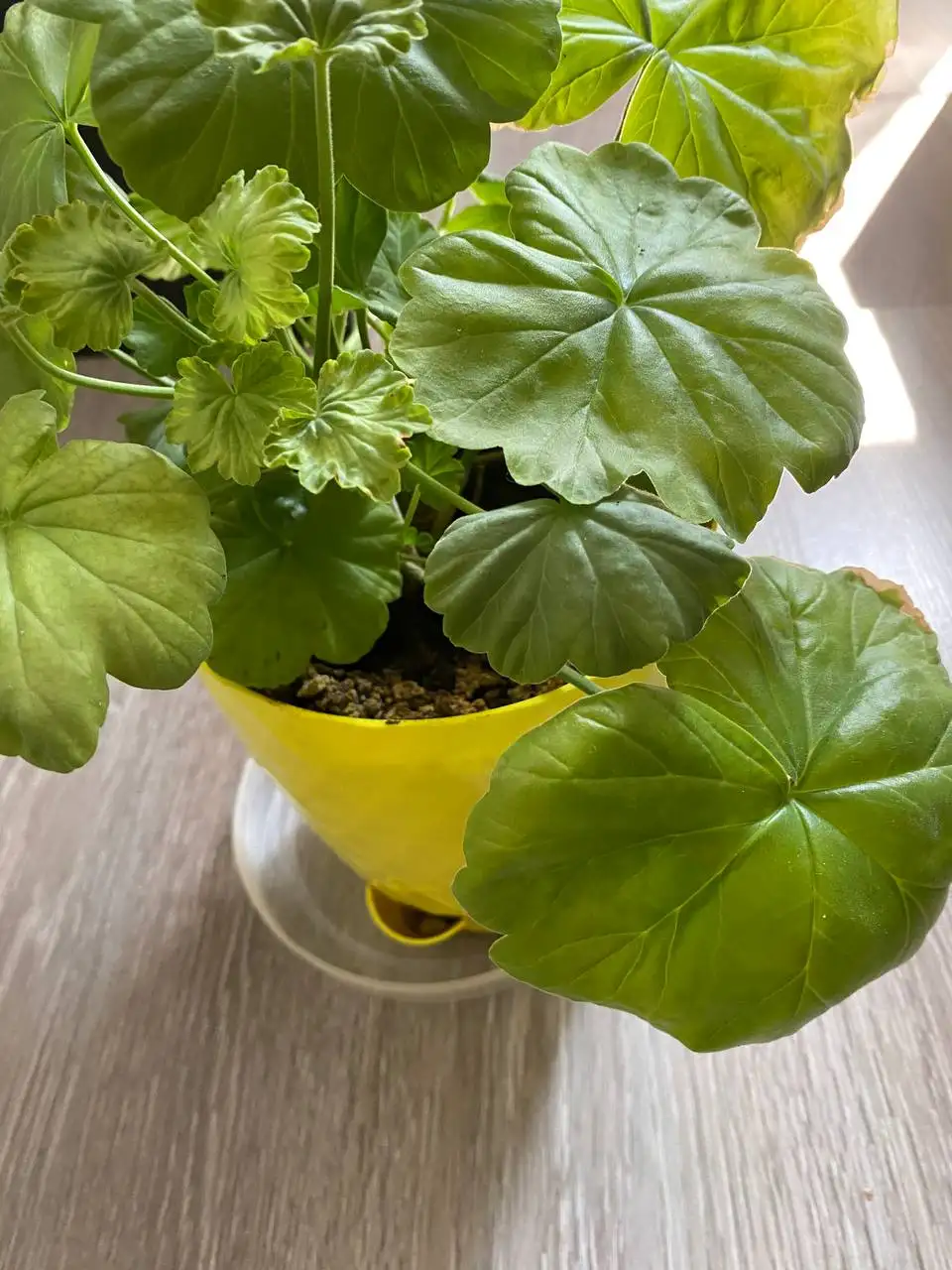 Продажа по 150 рублей на перекрестке Зиповской и Московской - Барахолка в Краснодар