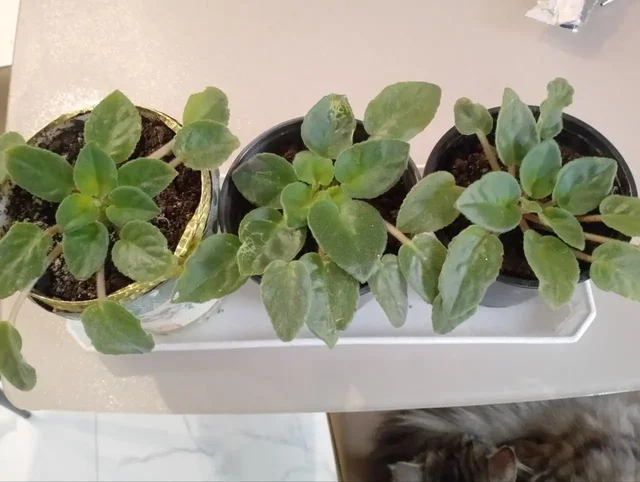 Узамбарская комнатная фиалка саженцы - Аренда костюмов в Краснодар