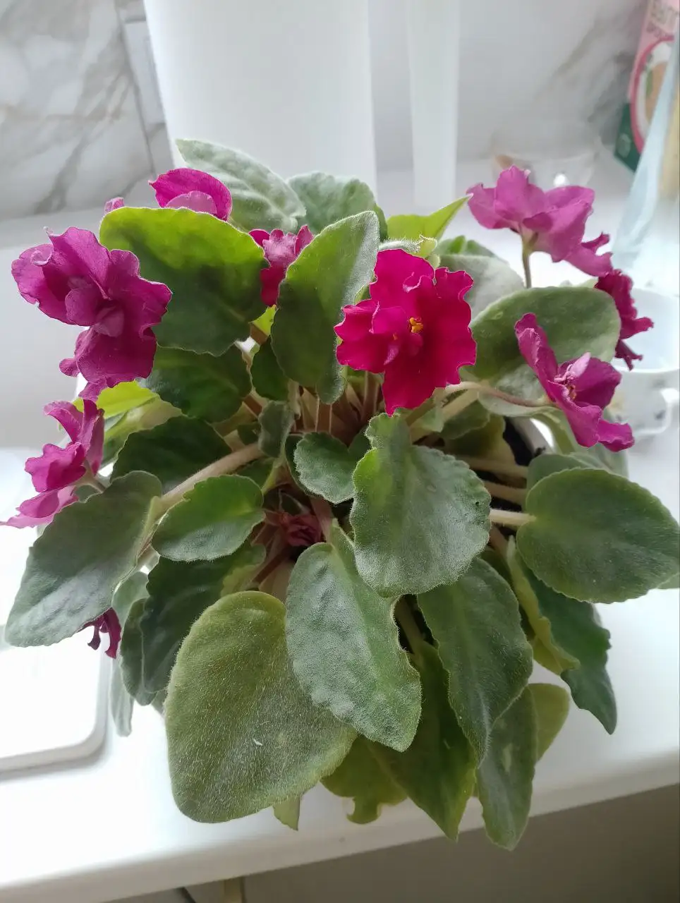 Узамбарская комнатная фиалка саженцы - Растения (Хобби и отдых) в Краснодар