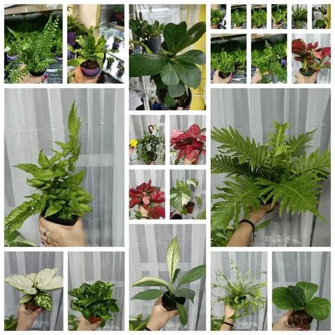 Продажа комнатных растений в Кропоткине - частное объявление в Кропоткин
