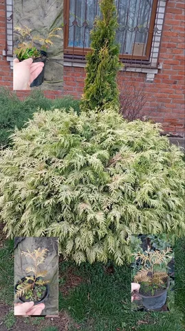 Продается туя Голден глоб шаровидная - Посуда и кухонная утварь в Краснодар