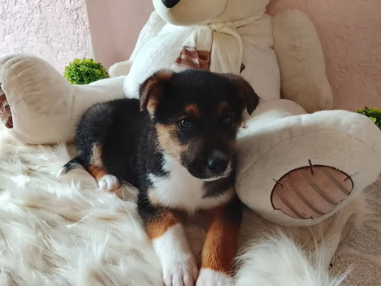 Щенок ищет заботливую семью - Собаки (Животные) в Краснодар