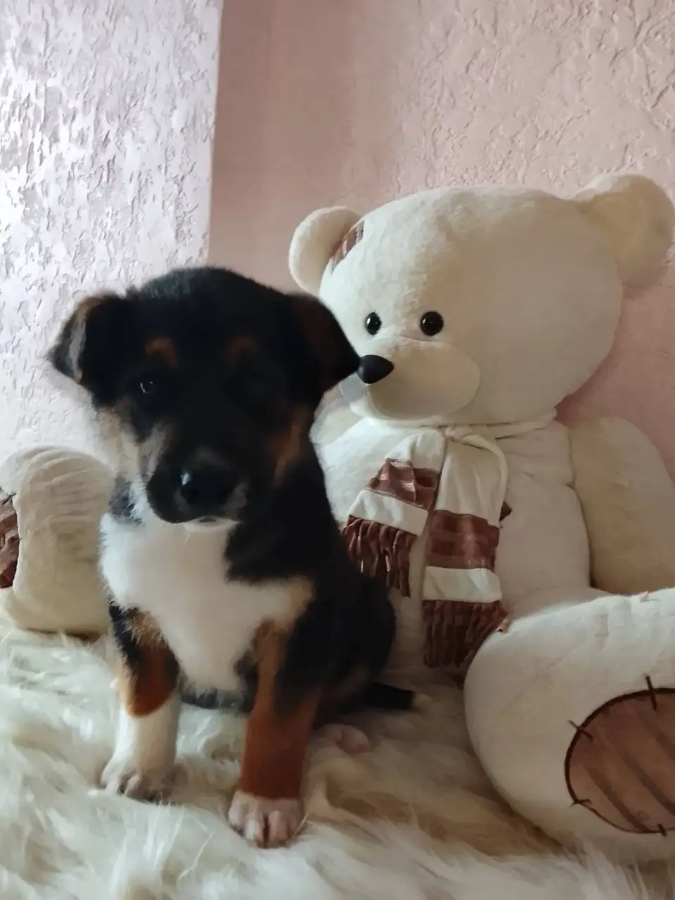 Щенок ищет заботливую семью - Собаки (Животные) в Краснодар