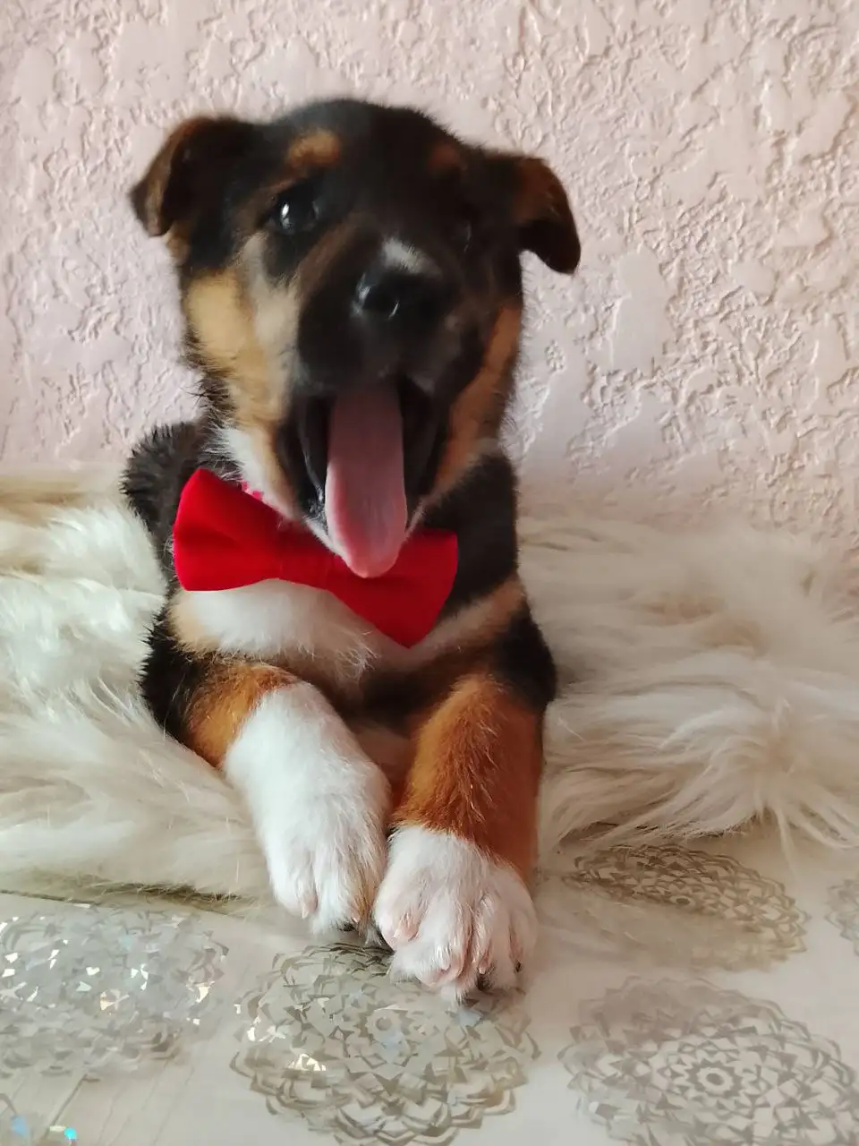 Щенок ищет заботливую семью - Собаки (Животные) в Краснодар