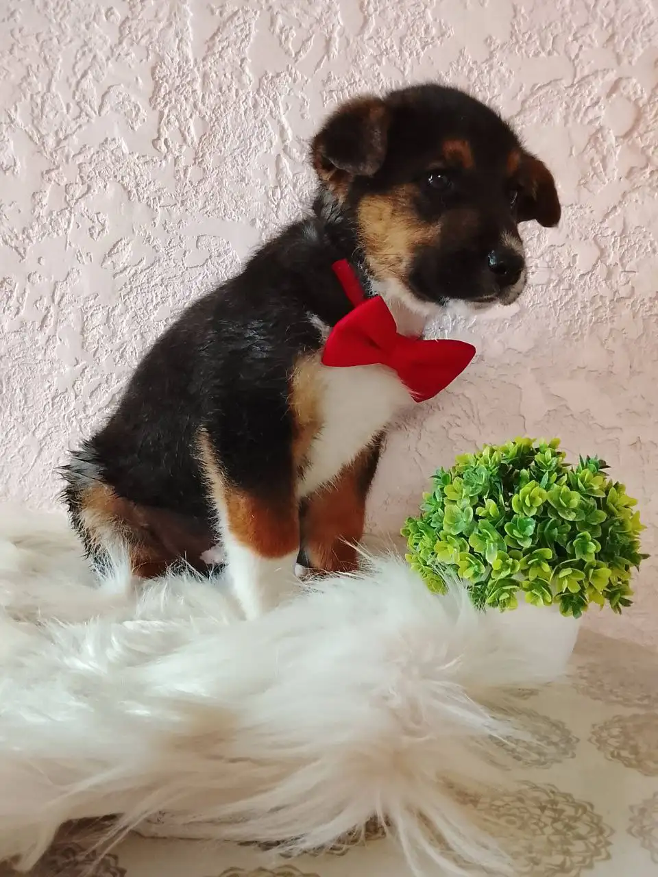 Щенок ищет заботливую семью - Собаки (Животные) в Краснодар