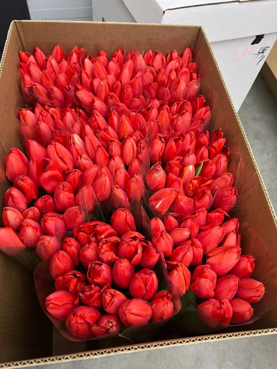 Тюльпаны к 8 марта опт и розница с доставкой - Цветы (Хобби и отдых) в Краснодар