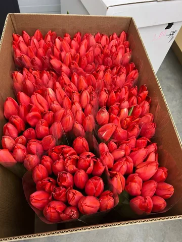 Тюльпаны к 8 марта опт и розница с доставкой - Туры в Краснодар