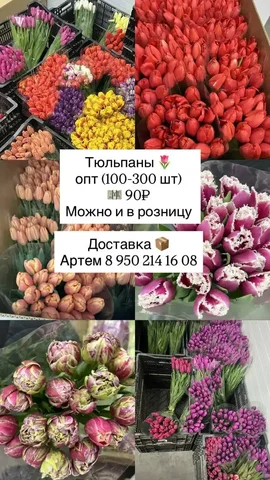 Продам тюльпаны - Туры в Краснодар