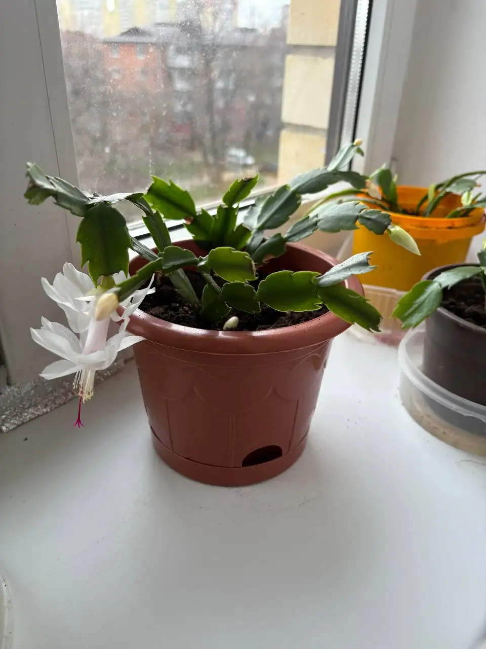 Декабрист в разгаре цветения - Комнатные растения (Хобби и отдых) в Краснодар