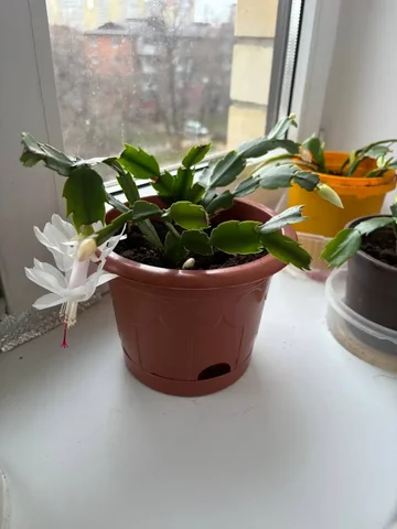 Декабрист в разгаре цветения - Туры в Краснодар