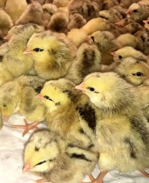 Продажа цыплят пород Московская черная, Барковская борвистая, Мастер грей - Птица (Животные) в Родники