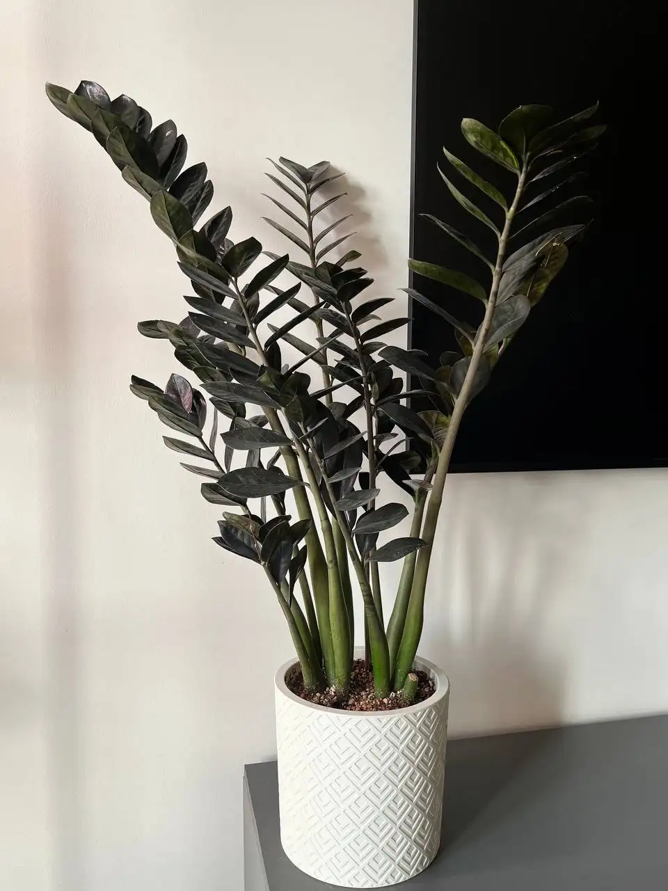 Продам домашний черный Замиокулькас «Равен» - Растения (Хобби и отдых) в Краснодар