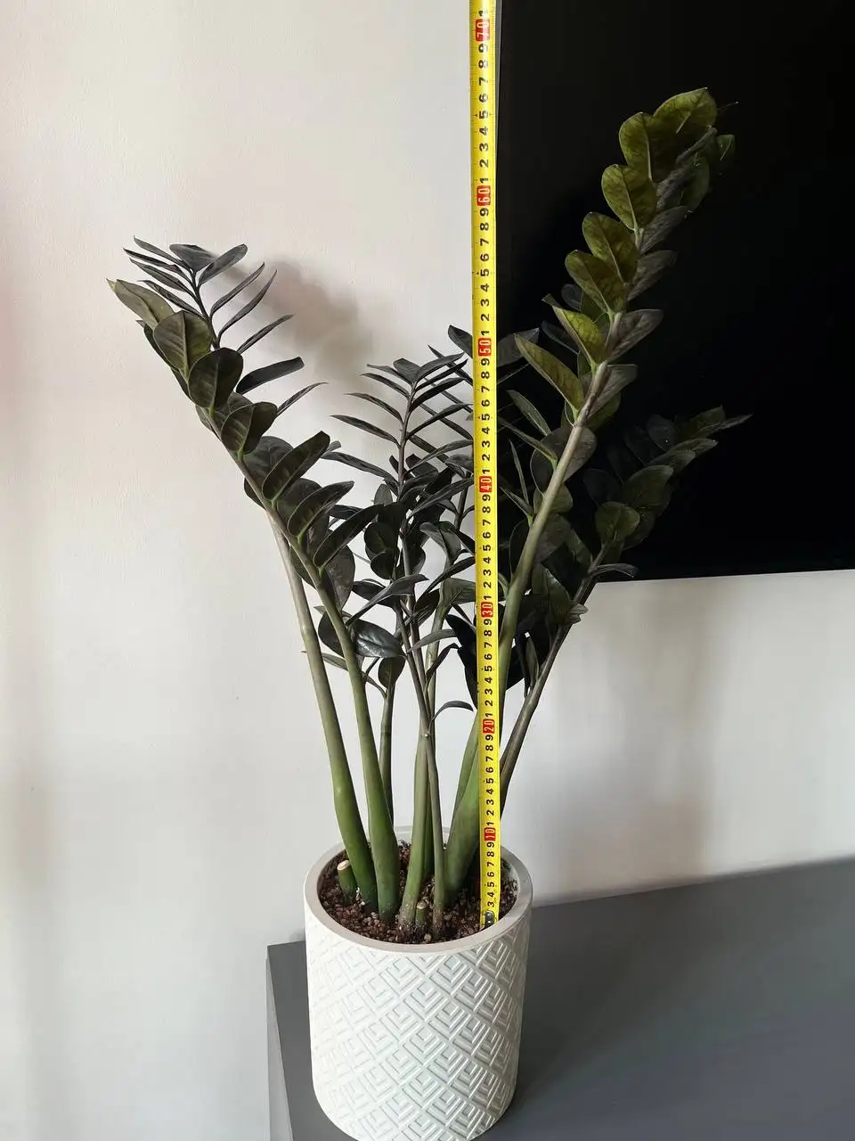 Продам домашний черный Замиокулькас «Равен» - Растения (Хобби и отдых) в Краснодар