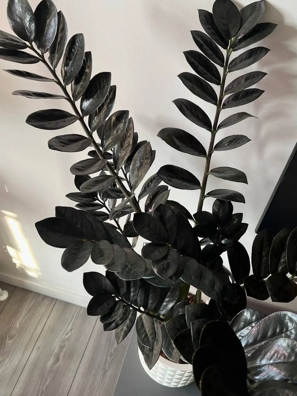 Продам домашний черный Замиокулькас «Равен» - Растения (Хобби и отдых) в Краснодар