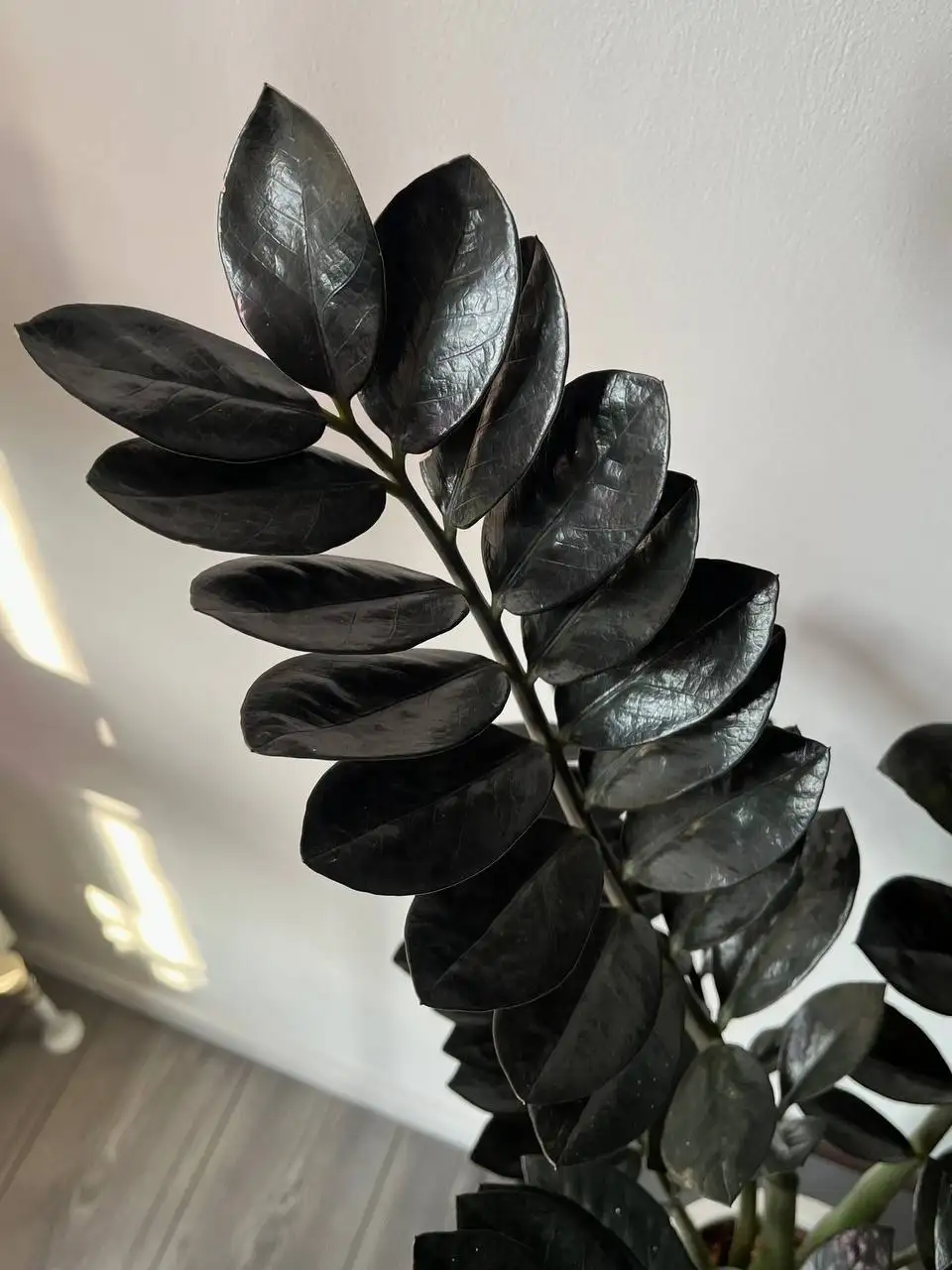 Продам домашний черный Замиокулькас «Равен» - Растения (Хобби и отдых) в Краснодар