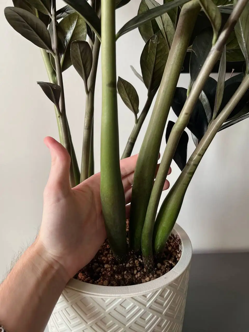 Продам домашний черный Замиокулькас «Равен» - Растения (Хобби и отдых) в Краснодар