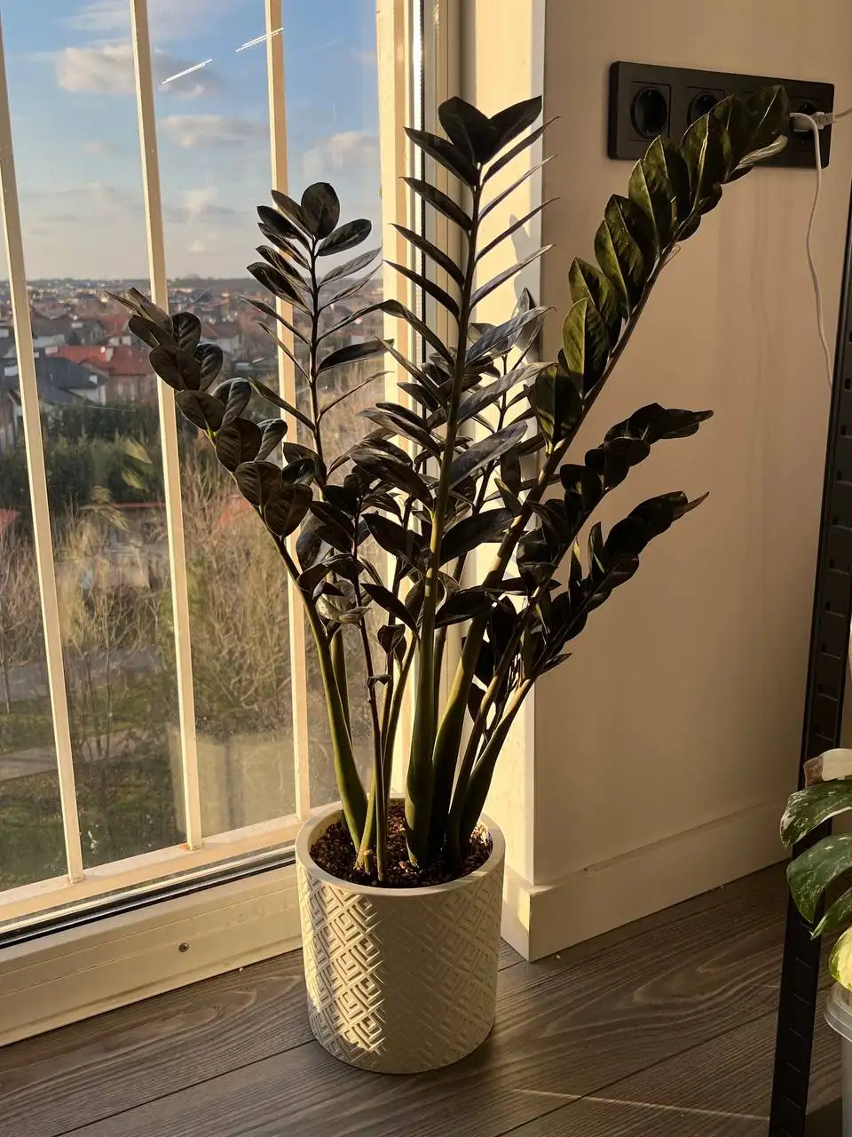 Продам домашний черный Замиокулькас «Равен» - Растения (Хобби и отдых) в Краснодар
