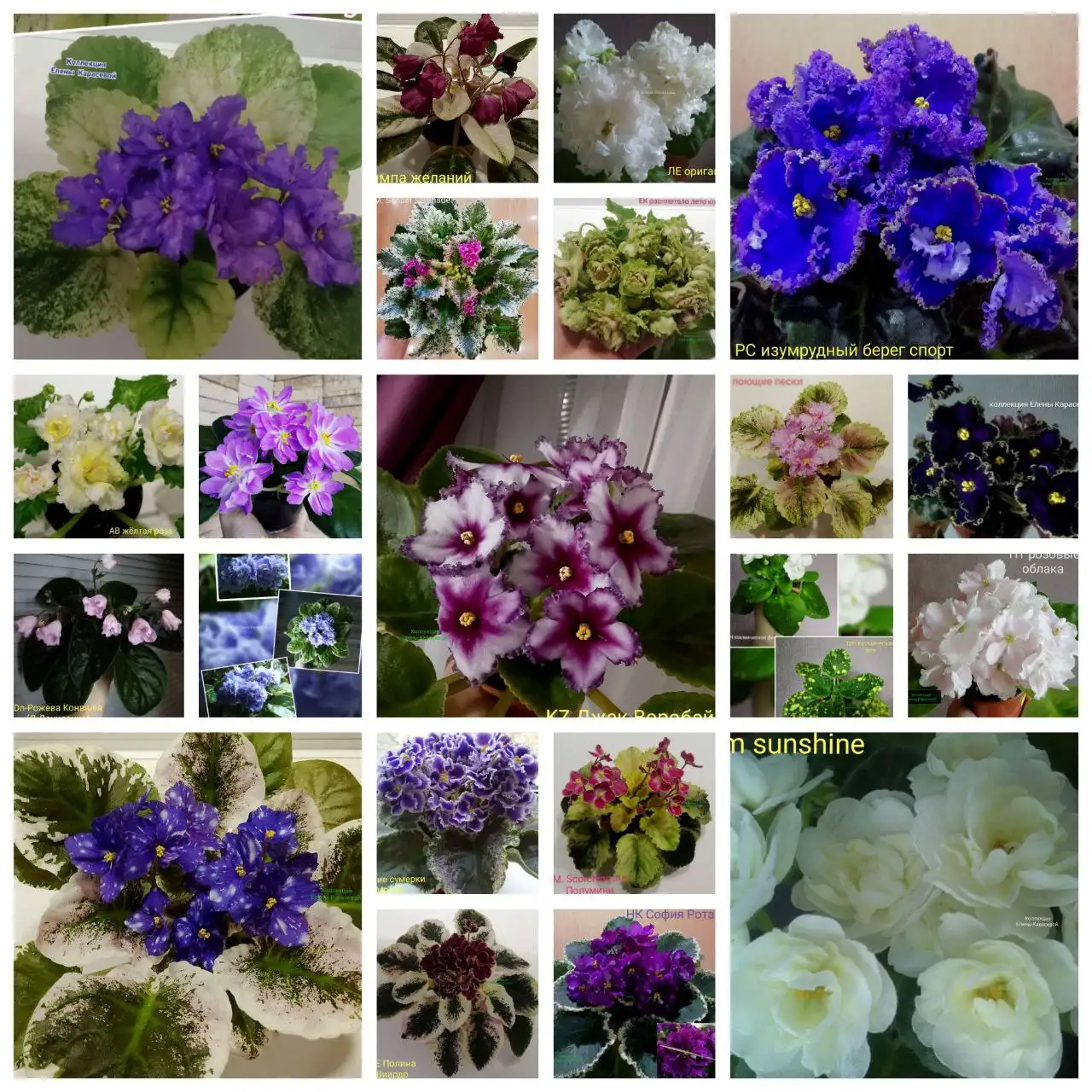 Сортовые фиалки в наличии - Растения (Хобби и отдых) в Краснодар