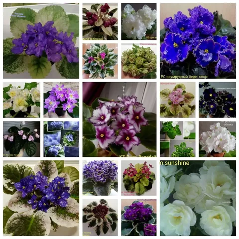 Сортовые фиалки в наличии - Скворечники и кормушки в Краснодар