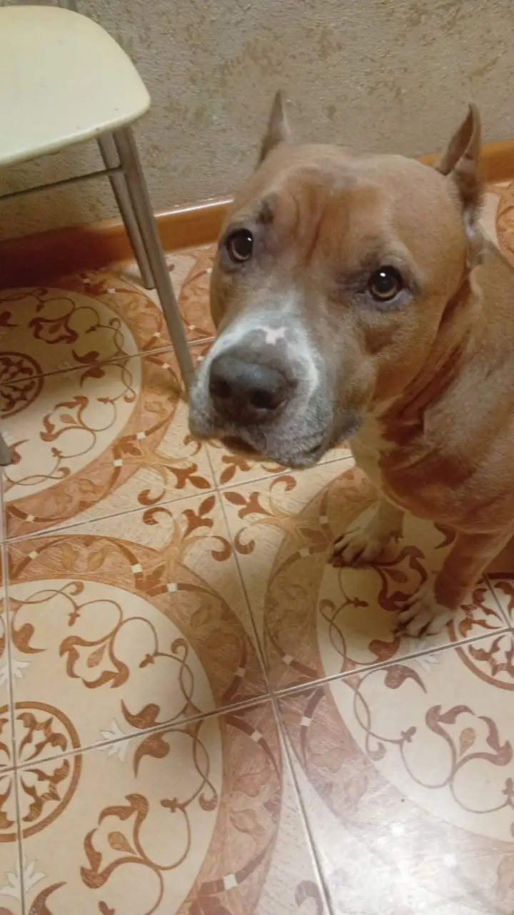 Пропала собака стаффордширский терьер девочка - Потерянные животные (Животные) в Краснодар