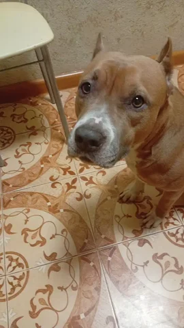 Пропала собака стаффордширский терьер девочка - частное объявление в Краснодар