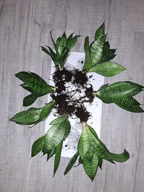 Сансевиерия Ханни отростки 7 штук - частное объявление в Краснодар