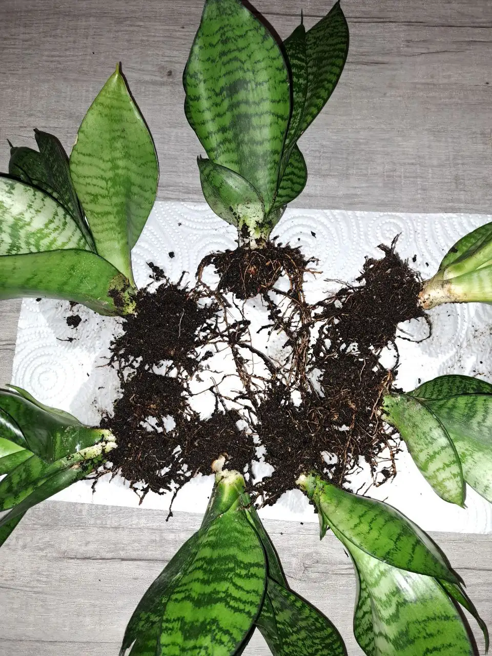 Сансевиерия Ханни отростки 7 штук - Растения (Хобби и отдых) в Краснодар