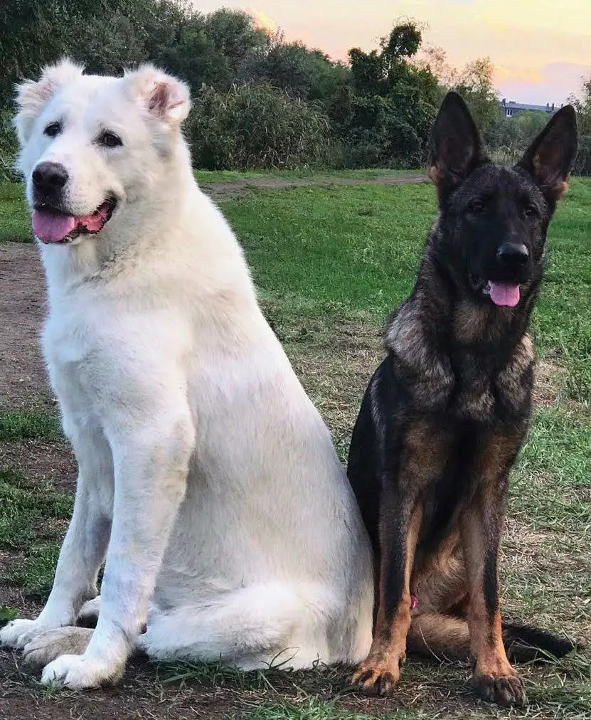 Дрессировка собак - Дрессировка животных (Услуги) в Краснодар