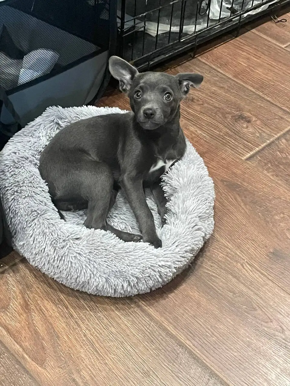 Продажа собачки Русский тойтерьер - Собаки (Животные) в Краснодар