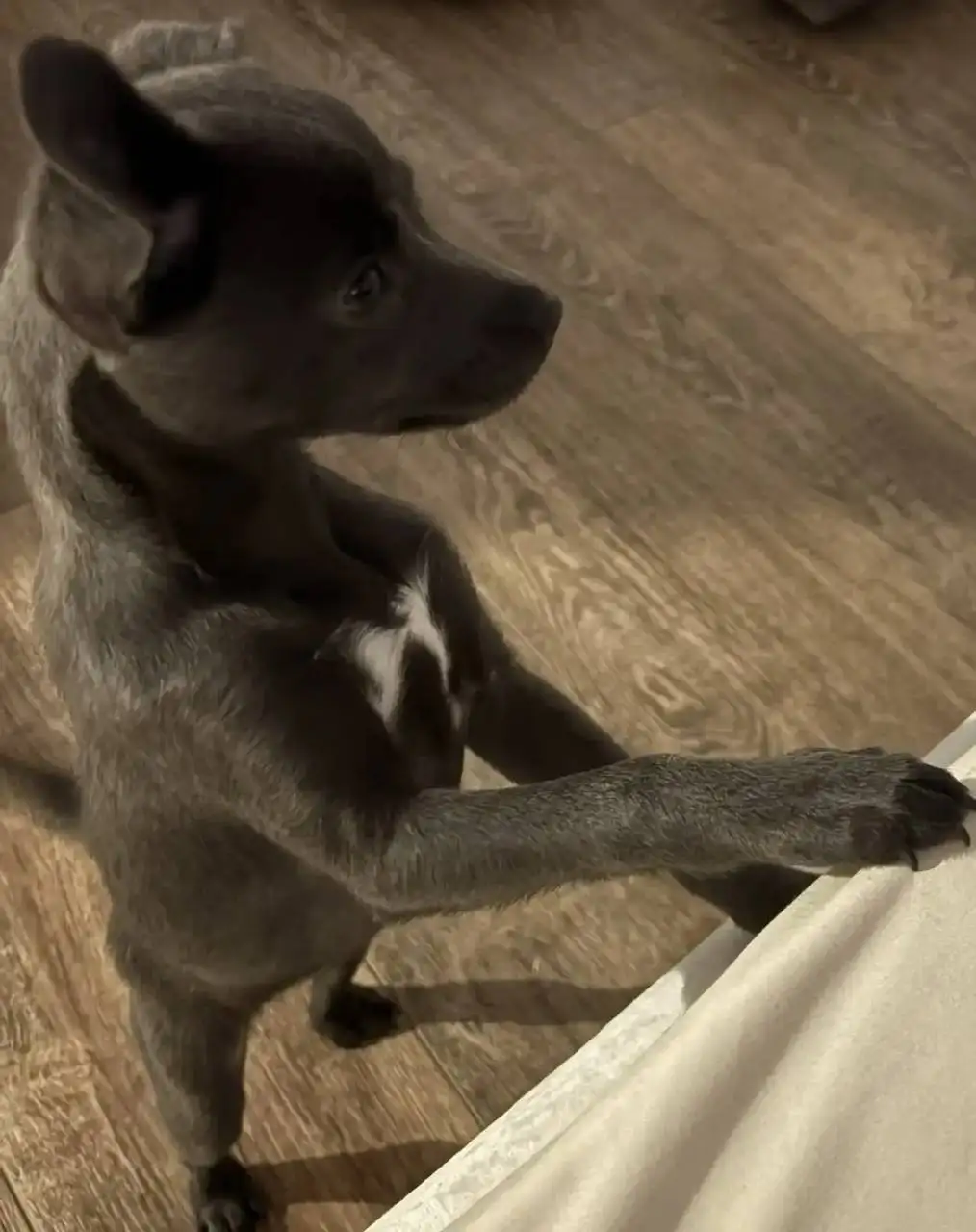 Продажа собачки Русский тойтерьер - Собаки (Животные) в Краснодар