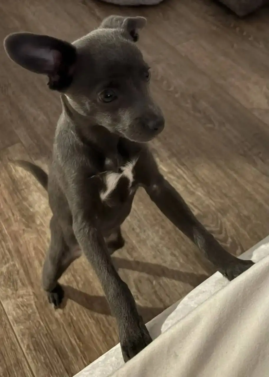 Продажа собачки Русский тойтерьер - Собаки (Животные) в Краснодар