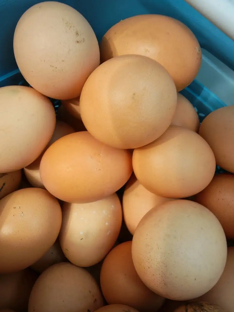 Домашние куриные яйца с хутора - Продукты питания (Барахолка) в Краснодар