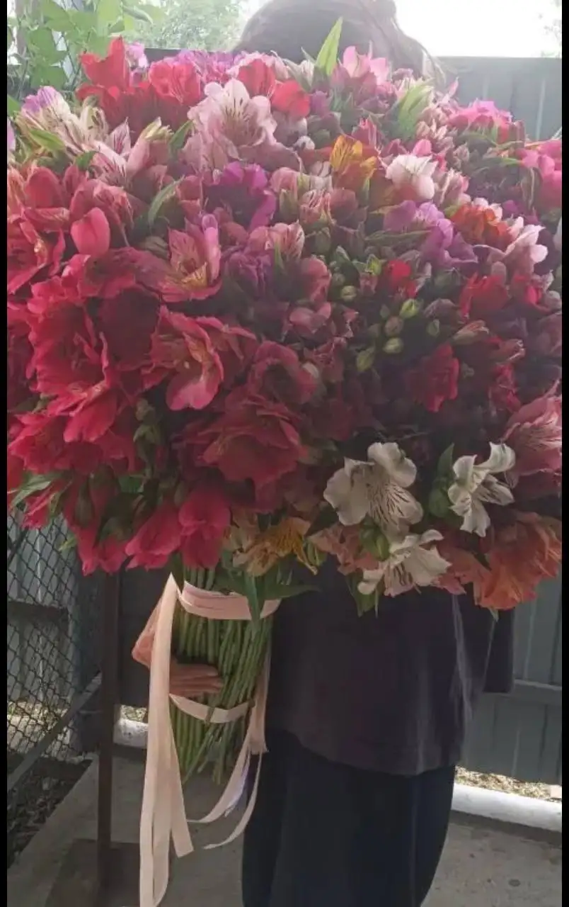 Продажа свежесрезанной альстромерии - Цветы (Хобби и отдых) в Краснодар