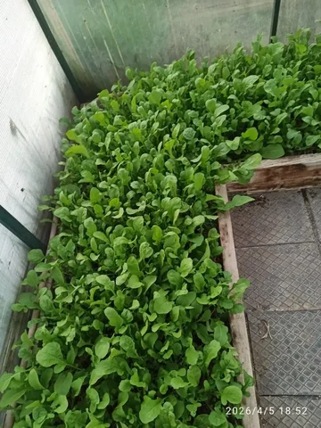 Домашняя руккола - частное объявление в Динская