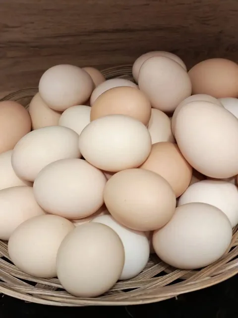 Домашние яйца к Пасхе - Животные в Краснодар