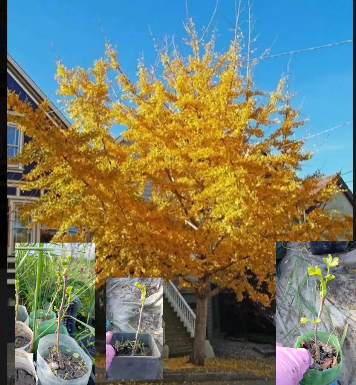 Продажа саженцев Гинкго Билоба - Растения (Хобби и отдых) в Краснодар