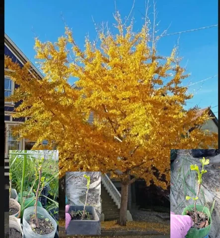 Продажа саженцев Гинкго Билоба - частное объявление в Краснодар