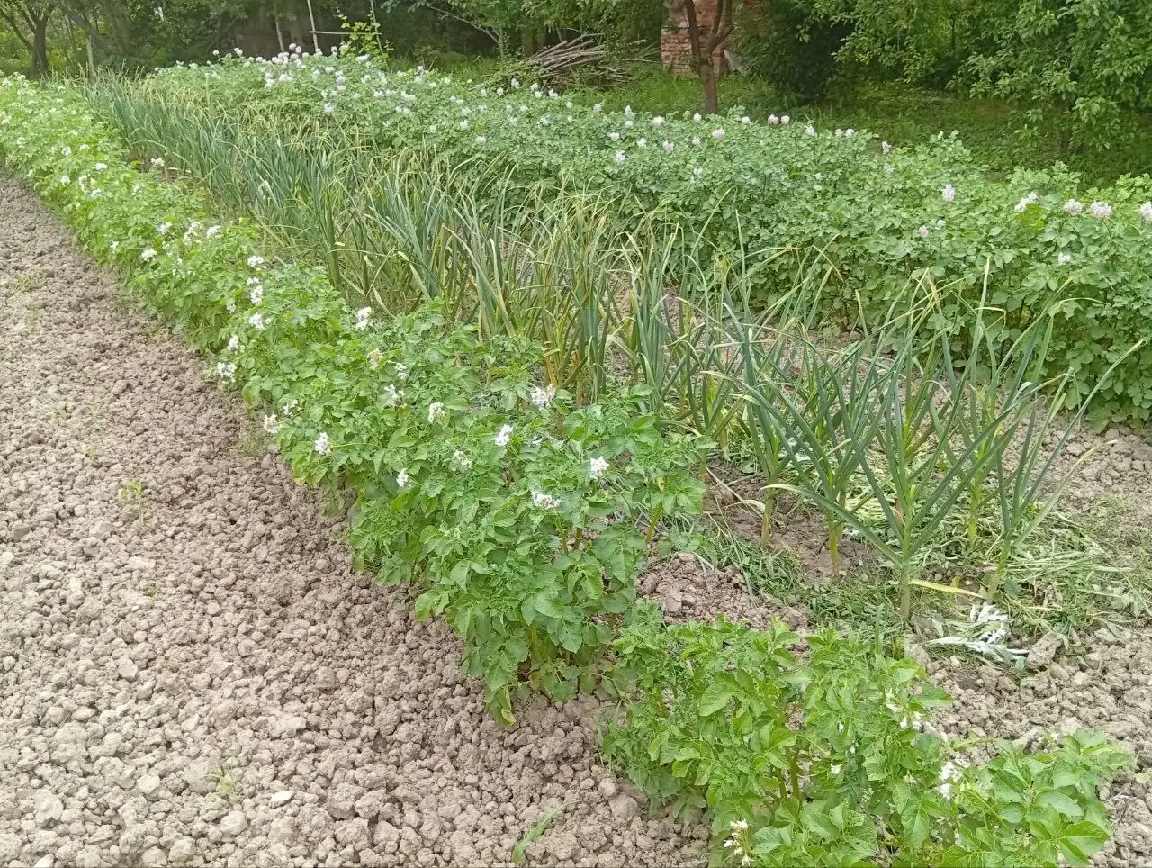 Продажа эко картофеля - Продукты питания (Для дома и дачи) в Краснодар