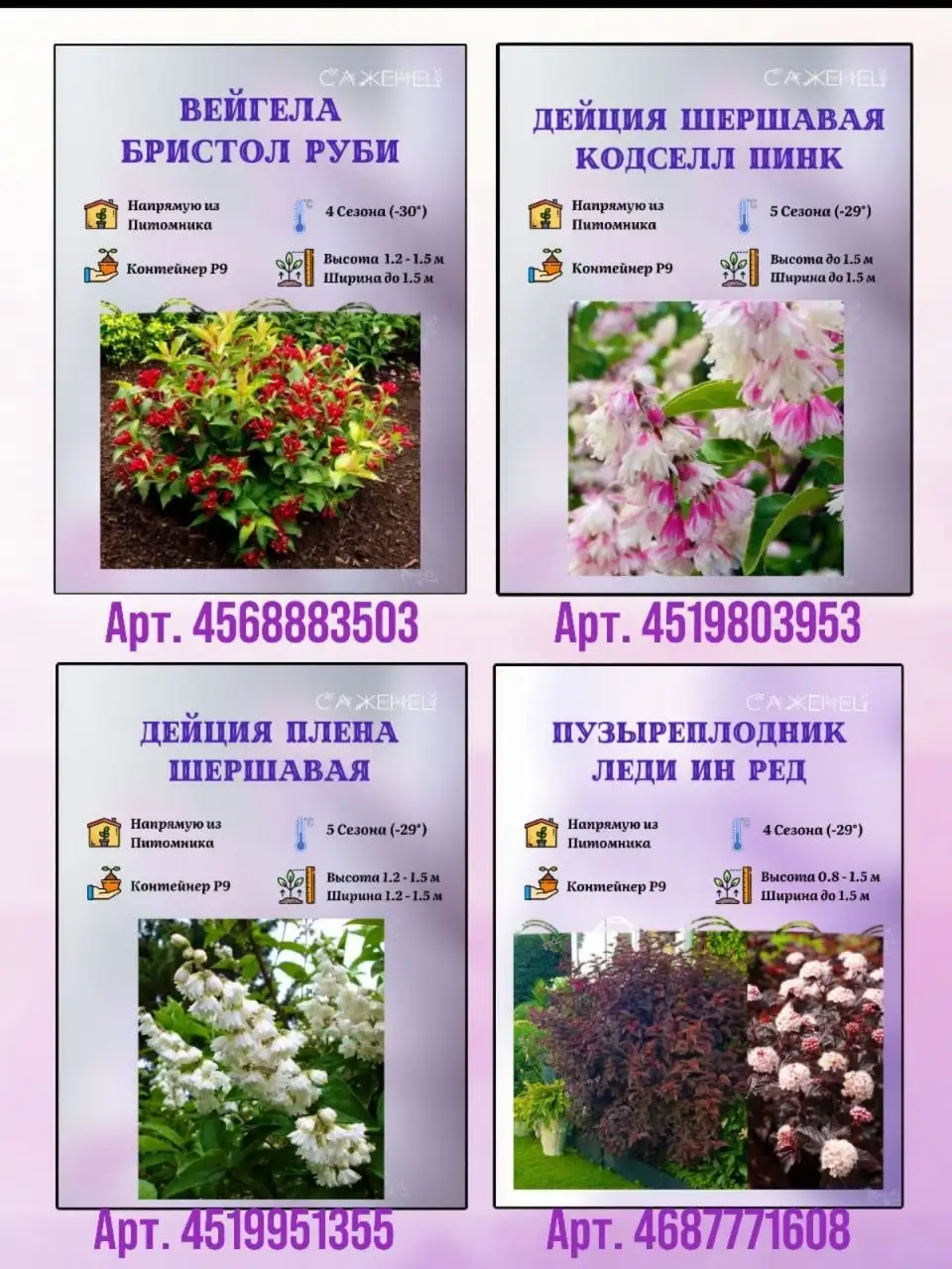Саженцы декоративных растений от питомника "Победитель" - Хобби и отдых в Краснодар
