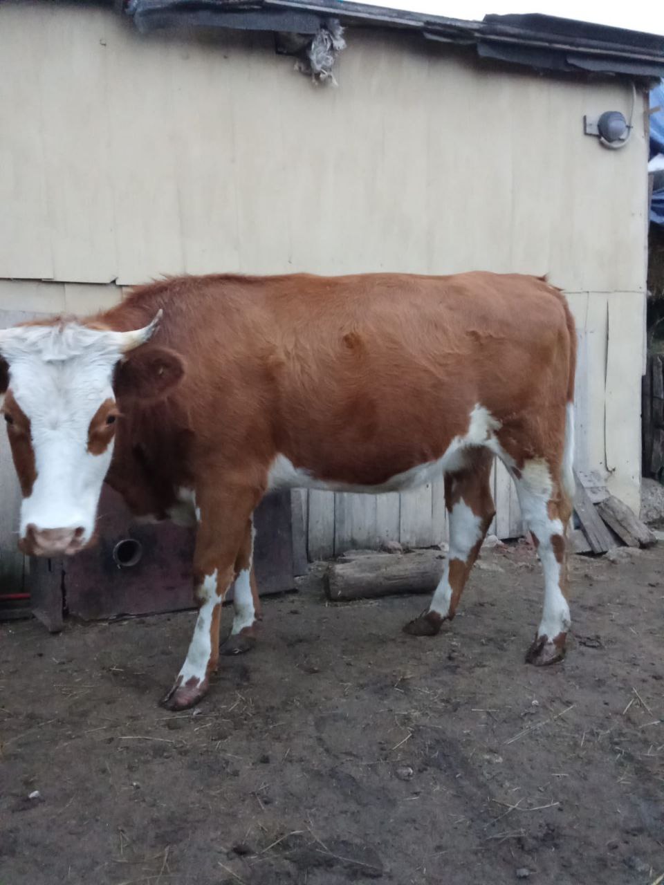 Продается стельная телка