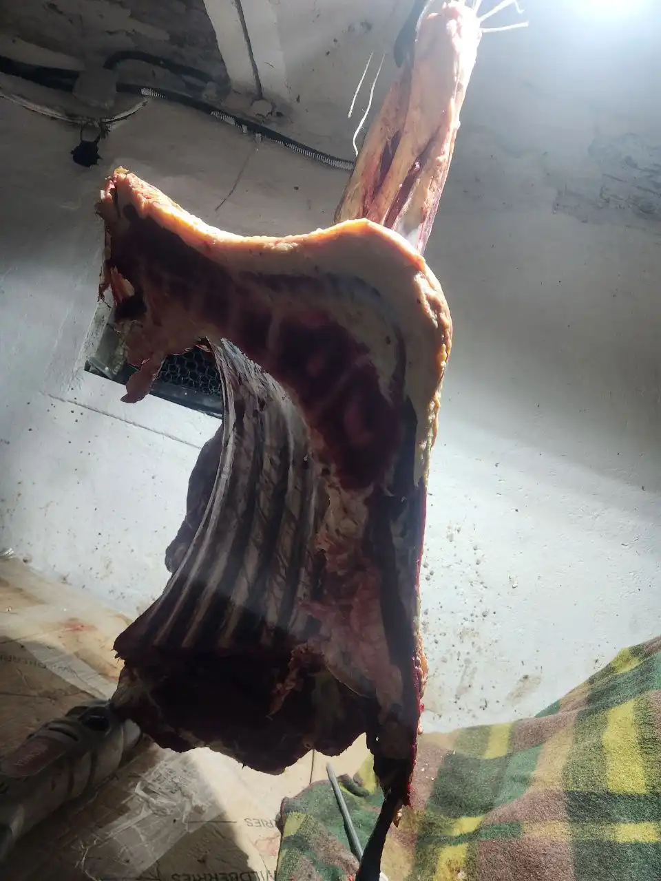 Продажа говяжьих лопаток