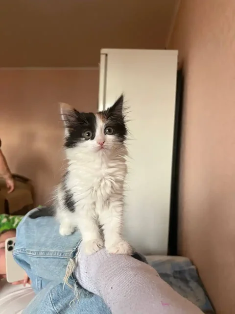 Бесплатный котенок в ОРСКая БАРАХОЛКА - частное объявление в Неизвестно