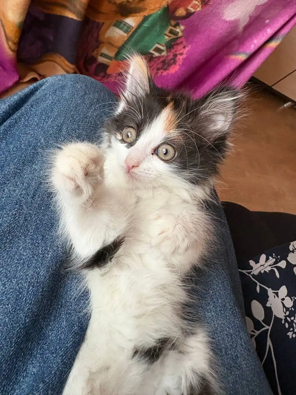 Бесплатный котенок в ОРСКая БАРАХОЛКА