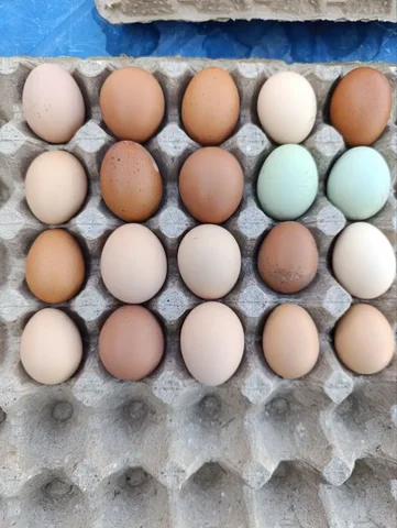 Домашние куриные яйца - Разное в Новый город