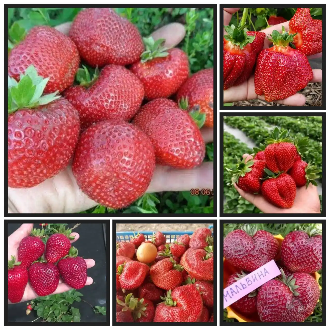 Предзаказ на саженцы клубники Фриго весна 2026