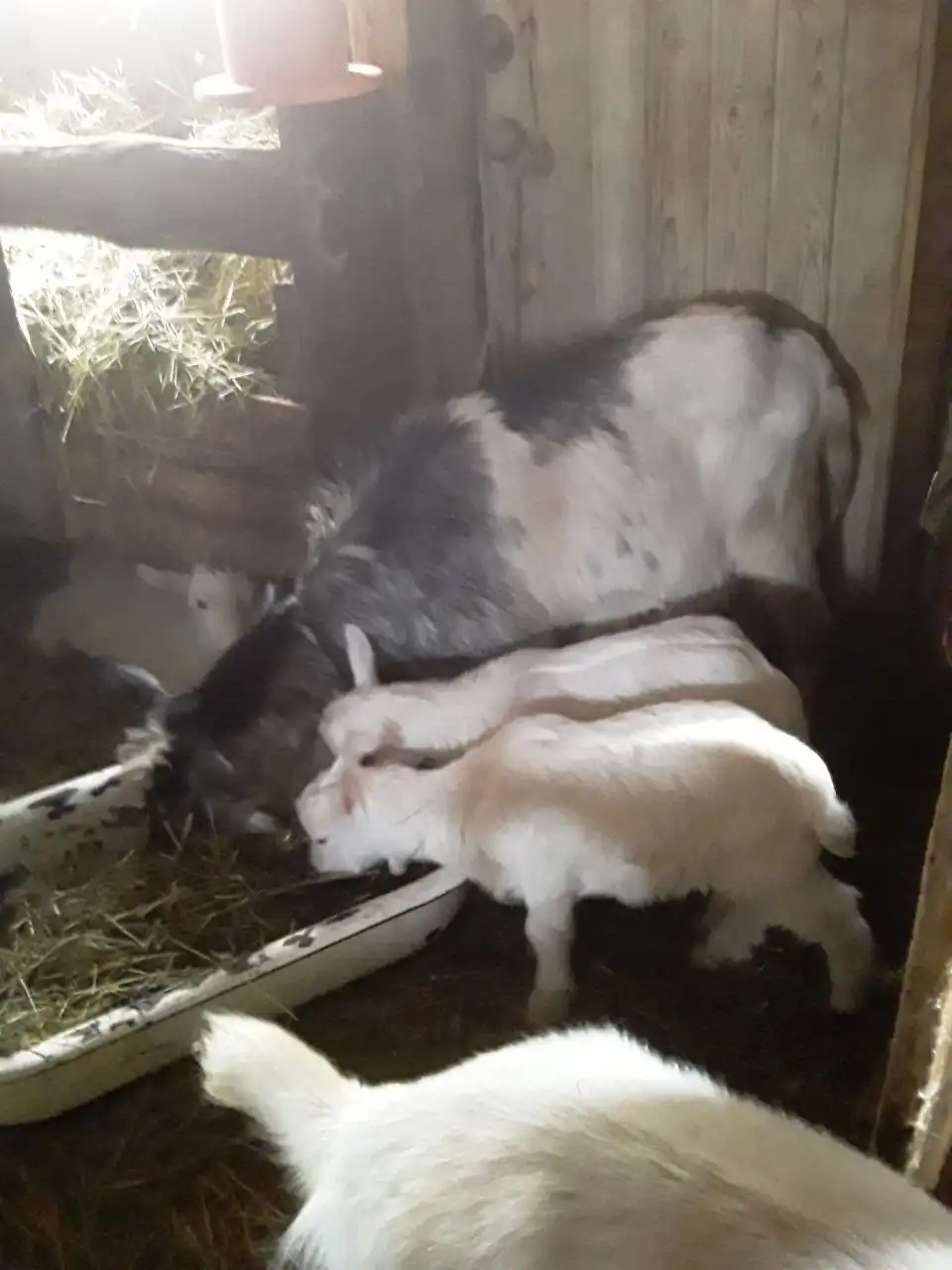 Продажа дойных коз и козлят на племя