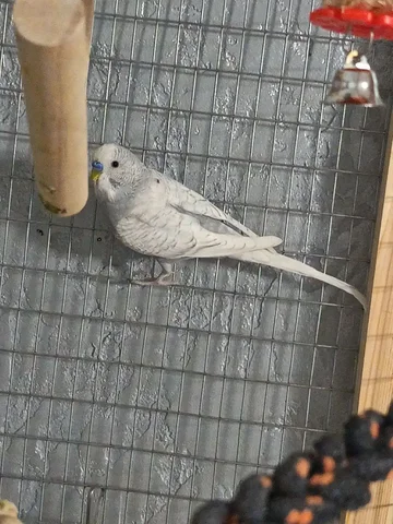 Попугай мальчик около года - Животные в Неизвестно