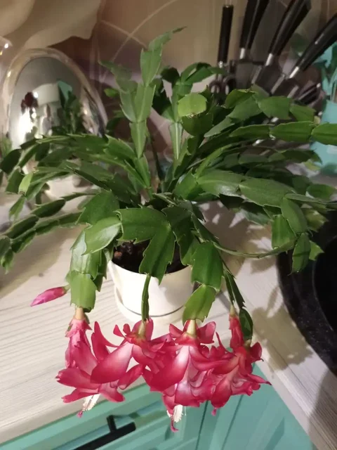 Объявление о продаже с барахолки - Разное в Неизвестно