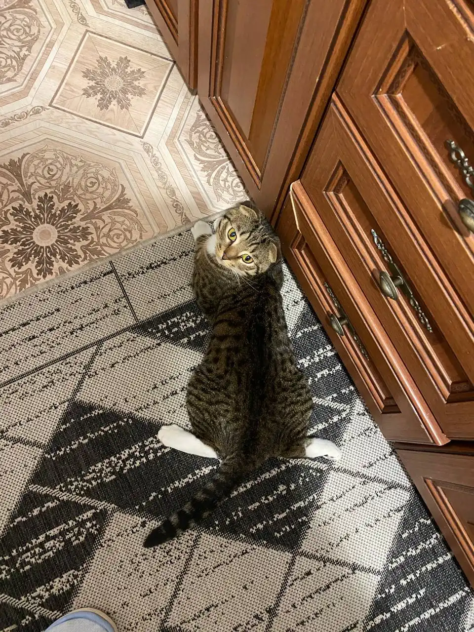 Отдам шотландского вислоухого кота в добрые руки - Кошки (Животные) в Неизвестно