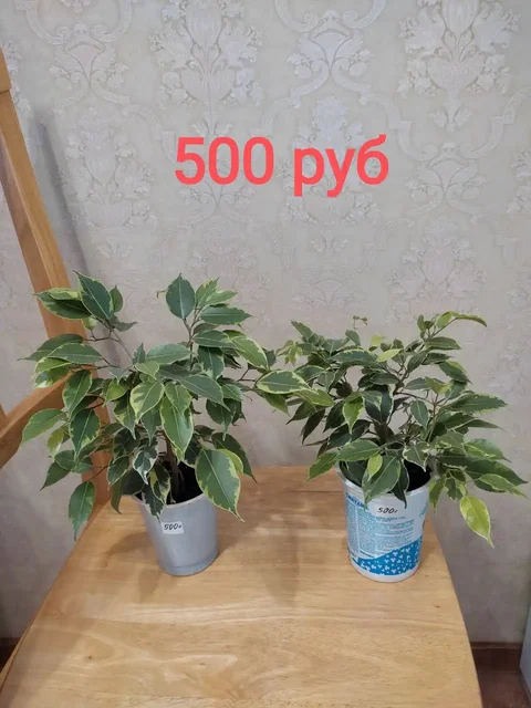 Продажа комнатных растений: фикусы Бенджамина и толстянка - Подарки в Орск